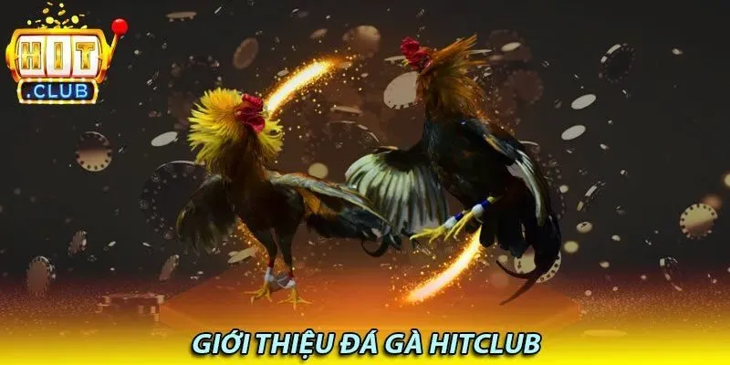 Giới thiệu về Đá Gà Hitclub