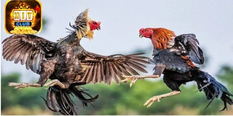 Những điều cần lưu ý khi tham gia đá gà tại Hitclub